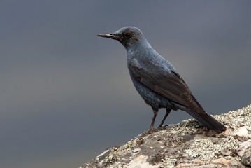 Male of Blue rock thrush. Monticola solitarius