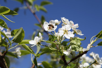Flowers of apple against the blue sky in spring sunny day. A bee collects nectar on a flowering tree.