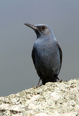 Male of Blue rock thrush. Monticola solitarius