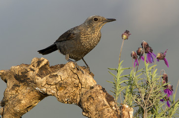 Female of Blue rock thrush. Monticola solitarius