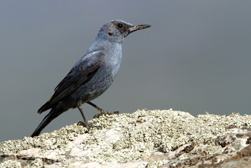 Male of Blue rock thrush. Monticola solitarius