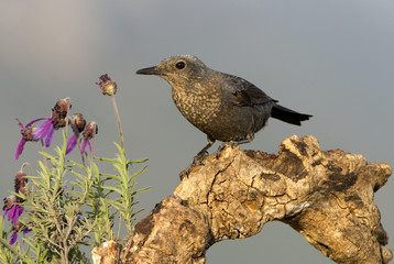 Female of Blue rock thrush. Monticola solitarius