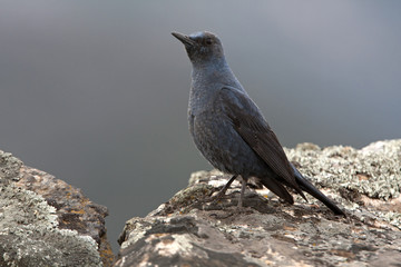 Male of Blue rock thrush. Monticola solitarius