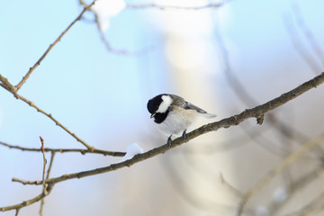 The little coal Tits on a branch against the blue sky ... 