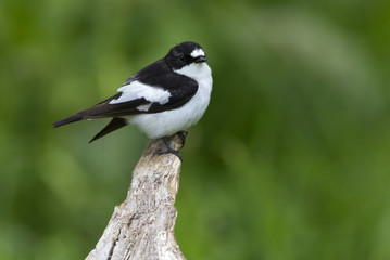 Naklejka premium Pied flycatcher in nesting plumage .Ficedula hypoleuca