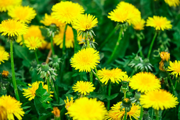 dandelion