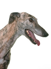 galgo espanol in studio