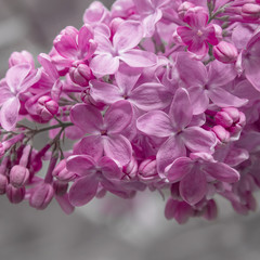 Fototapeta na wymiar bunches of lilac blossoms on branches