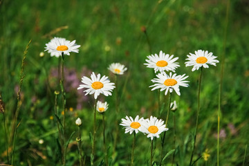 Fototapeta premium chamomile