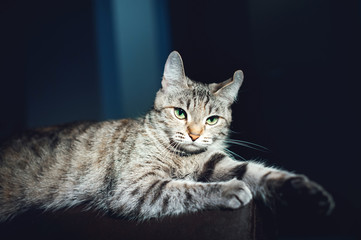 Beautiful cat on a dark background in the studio