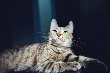Fototapeta na wymiar Beautiful cat on a dark background in the studio