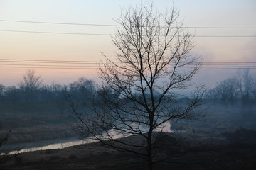 Smog in the valley and a tree in front