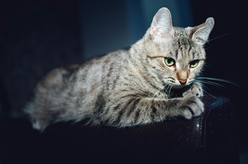 Beautiful cat on a dark background in the studio