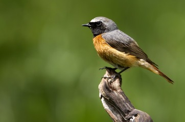 Male of Common redstart. Phoenicurus phoenicurus