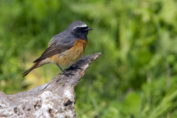 Male of Common redstart. Phoenicurus phoenicurus