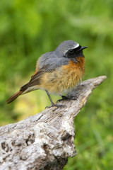 Male of Common redstart. Phoenicurus phoenicurus