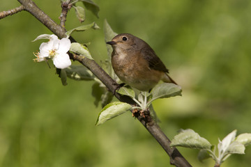 Female of Common redstart. Phoenicurus phoenicurus