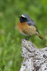 Male of Common redstart. Phoenicurus phoenicurus