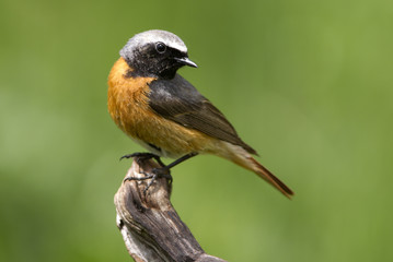 Male of Common redstart. Phoenicurus phoenicurus