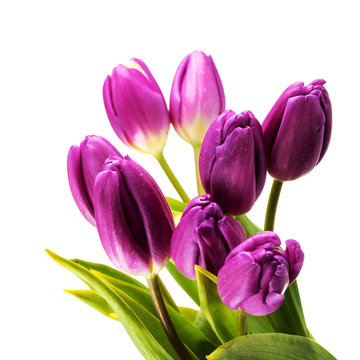 Bouquet of purple tulips on white