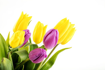 Bouquet of yellow and purple tulips 