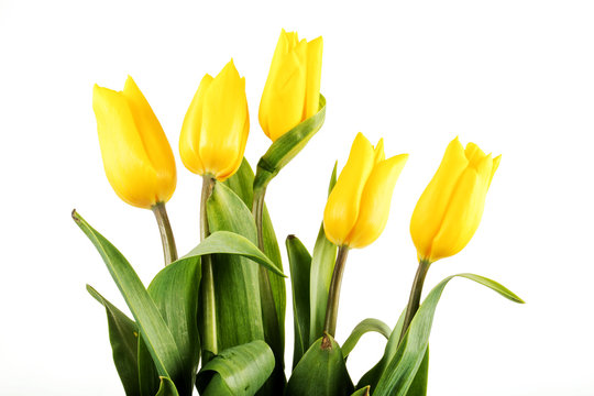 Bouquet of yellow tulips on white