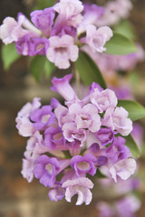 Fototapeta na wymiar Garlic vine violet flower selective focus point