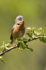 Male of Subalpine warbler. Sylvia cantillans