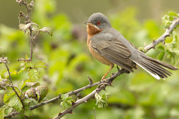 Male of Subalpine warbler. Sylvia cantillans