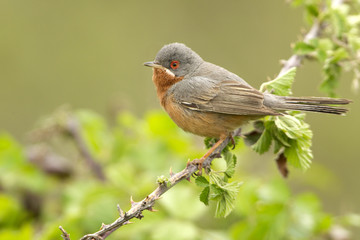 Male of Subalpine warbler. Sylvia cantillans