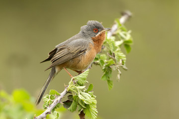 Male of Subalpine warbler. Sylvia cantillans