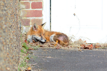 Fox (vulpes vulpes) lying down in urban area warming itself in the sun