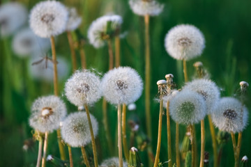 dandelion