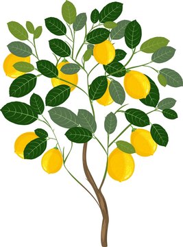 Small lemon tree