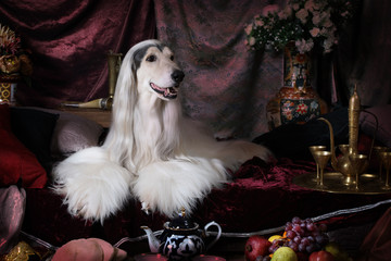 Purebred white Afghan hound dog