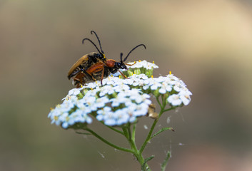 beetles making love on a flower