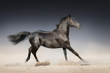 Black horse run in desert on dark background