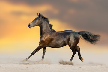 Bay horse run gallop in sandy field