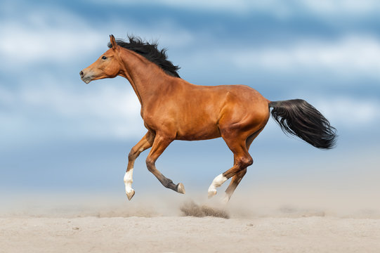 Beautiful bay horse run fast in sand