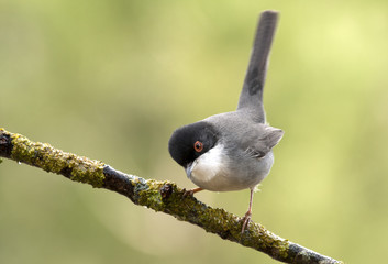 Sardinian warbler. Sylvia melanocephala
