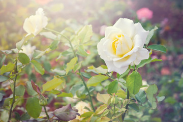 Yellow rose flower with morning light effect in the garden