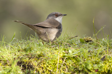 Females of Sardinian warbler. Sylvia melanocephala