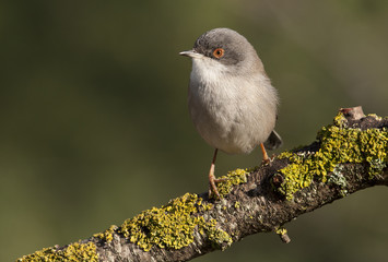 Females of Sardinian warbler. Sylvia melanocephala