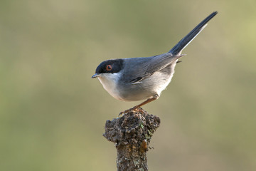 Sardinian warbler. Sylvia melanocephala