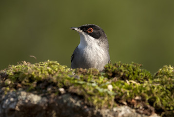 Sardinian warbler. Sylvia melanocephala