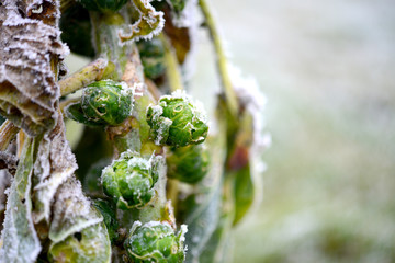 Rosenkohl