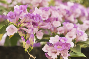 Garlic vine violet flower selective focus point