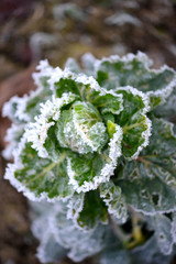 Rosenkohl