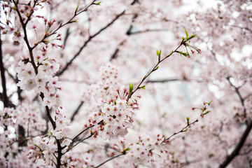 In this picture, a beautiful cherry flower tree full of flowers is seen. The flowers look pretty delicate and amazing. On the background, the bright sky is seen during the day.