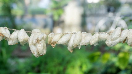Butterfly cocoons hanging on a twig.